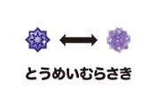 とうめいむらさき